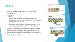 Comprehensive Embryology of Human Skin Development and Structure | PPTX