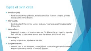 Comprehensive Embryology of Human Skin Development and Structure | PPTX