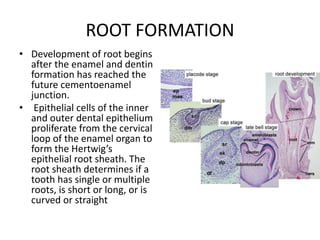 EMBRYOLOGY OF THE DENTITION.pptx