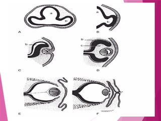 Embryology of the eye in fetus to from and eye | PPTX
