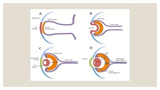 Normal Retina Development Comprehensive Embryology of the Human Eye: Developmental Stages and ...