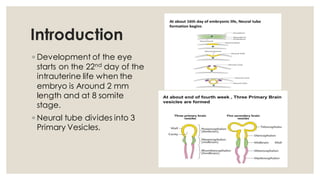 Eye Embryo Development Comprehensive Embryology of the Human Eye: Developmental Stages and ...