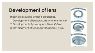 Comprehensive Embryology of the Human Eye: Developmental Stages and ...