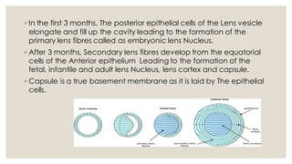 Comprehensive Embryology of the Human Eye: Developmental Stages and ...