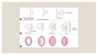 Eye Embryo Development Comprehensive Embryology of the Human Eye: Developmental Stages and ...