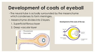 Comprehensive Embryology of the Human Eye: Developmental Stages and ...