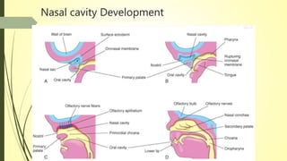 Embryology of the face, nose & pns beba | PPTX