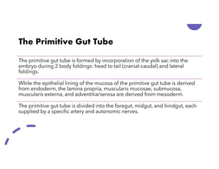 Primitive Intestine Embryology of the Gastro Intestinal Tube | PDF