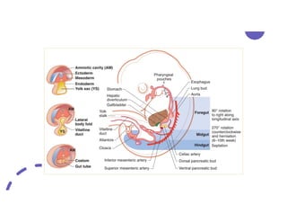 Normal Intestinal Embryology Embryology of the Gastro Intestinal Tube | PDF