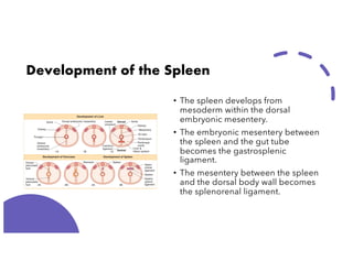 Spleen Development Embryology of the Gastro Intestinal Tube | PDF