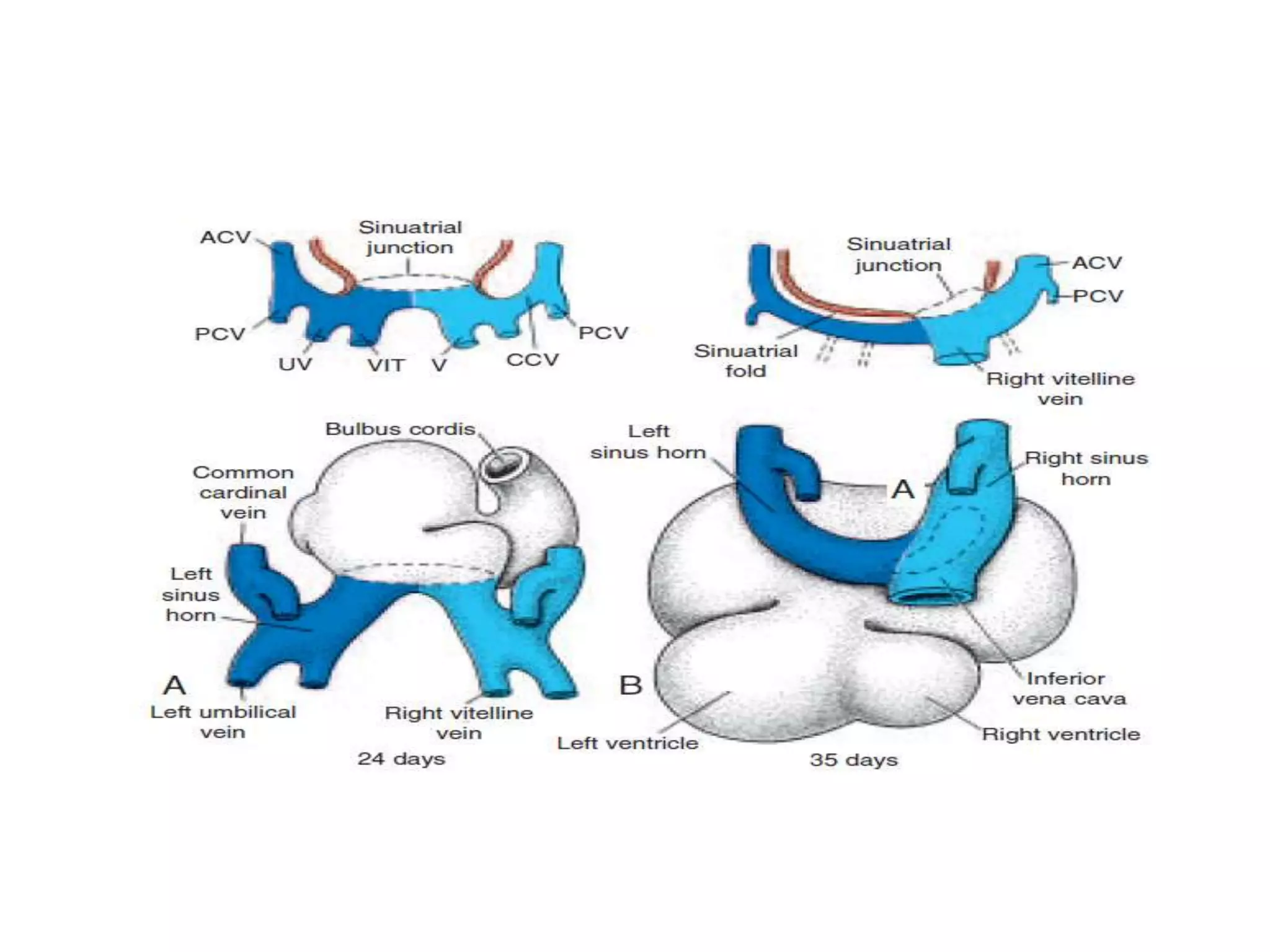 Embryology of the heart | PPTX