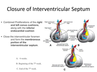 Embryology of the heart | PPTX
