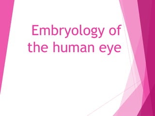 Embryology of
the human eye
 