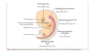 Embryology of the muscular system.22.pptx