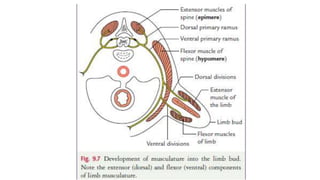 Embryology of the muscular system.22.pptx
