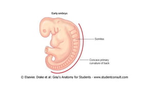 Embryology of the muscular system.22.pptx