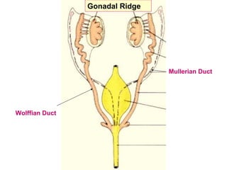 Embryology of the Reproductive Organs newpt.ppt