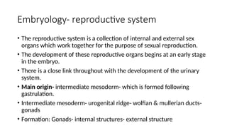 Reproductive System Develops Sample Embryology of the Reproductive System xxxx.pptx