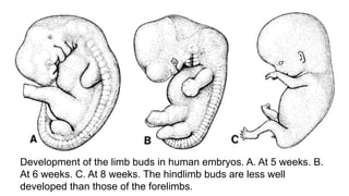 Embryology of Upper, lower limbs and the.pptx