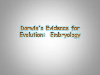 Darwin's Evidence for Evolution:  Embryology 