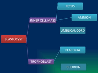 EMBRYOLOGY (PART-II).pptx this is for nursing professionals | PPTX