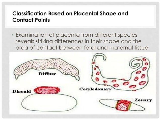 histology of Embryology placenta | PDF | Pregnancy | Reproductive Health