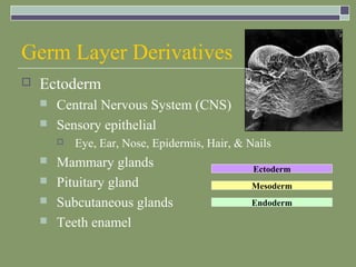 Embryology ppt | PPT