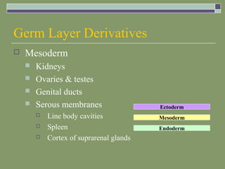 Embryology ppt | PPT