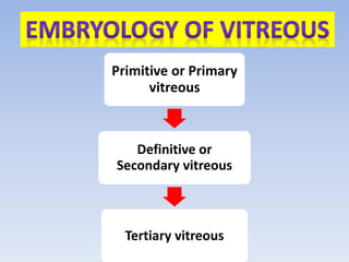 Primitive or Primary
vitreous
Definitive or
Secondary vitreous
Tertiary vitreous
 