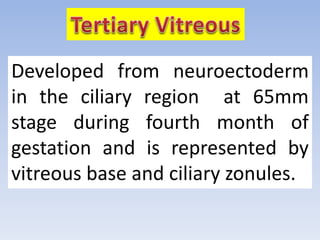 Developed from neuroectoderm
in the ciliary region at 65mm
stage during fourth month of
gestation and is represented by
vitreous base and ciliary zonules.
 