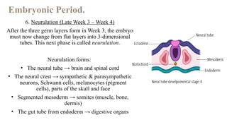 EMBRYOLOGY DEVELOPMENT OF THE HUMAN BODY | PPTX