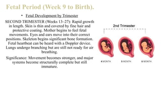 EMBRYOLOGY DEVELOPMENT OF THE HUMAN BODY | PPTX