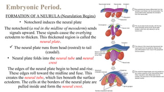EMBRYOLOGICAL DEVELOPMENT OF THE HUMAN BODY | PPTX