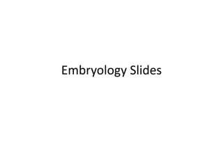 Embryology Slides
 