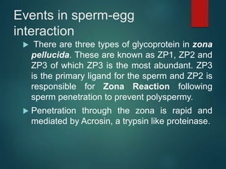 Events in sperm-egg
interaction
 There are three types of glycoprotein in zona
pellucida. These are known as ZP1, ZP2 and
ZP3 of which ZP3 is the most abundant. ZP3
is the primary ligand for the sperm and ZP2 is
responsible for Zona Reaction following
sperm penetration to prevent polyspermy.
 Penetration through the zona is rapid and
mediated by Acrosin, a trypsin like proteinase.
 