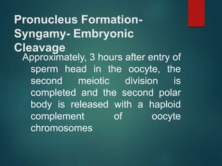 Pronucleus Formation-
Syngamy- Embryonic
Cleavage
Approximately, 3 hours after entry of
sperm head in the oocyte, the
second meiotic division is
completed and the second polar
body is released with a haploid
complement of oocyte
chromosomes
 