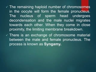  The remaining haploid number of chromosomes
in the oocyte will form the female pronucleus.
The nucleus of sperm head undergoes
decondensation and the male nuclei migrates
towards each other. When they come in close
proximity, the limiting membrane breakdown.
 There is an exchange of chromosome material
between the male and female pronucleus. The
process is known as Syngamy.
 