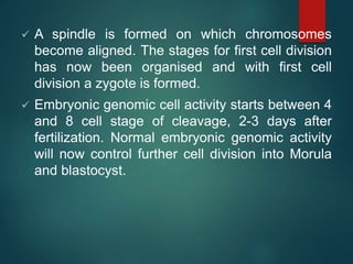  A spindle is formed on which chromosomes
become aligned. The stages for first cell division
has now been organised and with first cell
division a zygote is formed.
 Embryonic genomic cell activity starts between 4
and 8 cell stage of cleavage, 2-3 days after
fertilization. Normal embryonic genomic activity
will now control further cell division into Morula
and blastocyst.
 