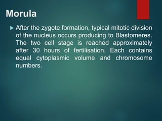 Morula
 After the zygote formation, typical mitotic division
of the nucleus occurs producing to Blastomeres.
The two cell stage is reached approximately
after 30 hours of fertilisation. Each contains
equal cytoplasmic volume and chromosome
numbers.
 