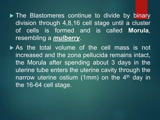  The Blastomeres continue to divide by binary
division through 4,8,16 cell stage until a cluster
of cells is formed and is called Morula,
resembling a mulberry.
 As the total volume of the cell mass is not
increased and the zona pellucida remains intact,
the Morula after spending about 3 days in the
uterine tube enters the uterine cavity through the
narrow uterine ostium (1mm) on the 4th day in
the 16-64 cell stage.
 