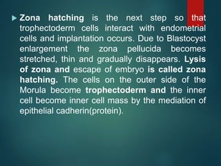  Zona hatching is the next step so that
trophectoderm cells interact with endometrial
cells and implantation occurs. Due to Blastocyst
enlargement the zona pellucida becomes
stretched, thin and gradually disappears. Lysis
of zona and escape of embryo is called zona
hatching. The cells on the outer side of the
Morula become trophectoderm and the inner
cell become inner cell mass by the mediation of
epithelial cadherin(protein).
 