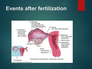 Events after fertilization
 
