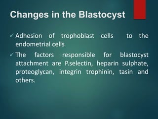Changes in the Blastocyst
 Adhesion of trophoblast cells to the
endometrial cells
 The factors responsible for blastocyst
attachment are P.selectin, heparin sulphate,
proteoglycan, integrin trophinin, tasin and
others.
 