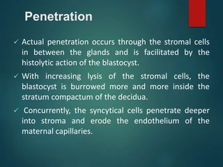 Penetration
 Actual penetration occurs through the stromal cells
in between the glands and is facilitated by the
histolytic action of the blastocyst.
 With increasing lysis of the stromal cells, the
blastocyst is burrowed more and more inside the
stratum compactum of the decidua.
 Concurrently, the syncytical cells penetrate deeper
into stroma and erode the endothelium of the
maternal capillaries.
 