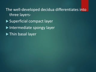 The well-developed decidua differentiates into
three layers-
 Superficial compact layer
 Intermediate spongy layer
 Thin basal layer
 