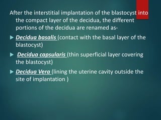 After the interstitial implantation of the blastocyst into
the compact layer of the decidua, the different
portions of the decidua are renamed as-
 Decidua basalis (contact with the basal layer of the
blastocyst)
 Decidua capsularis (thin superficial layer covering
the blastocyst)
 Decidua Vera (lining the uterine cavity outside the
site of implantation )
 