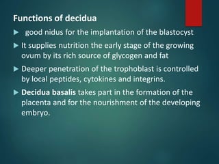 Functions of decidua
 good nidus for the implantation of the blastocyst
 It supplies nutrition the early stage of the growing
ovum by its rich source of glycogen and fat
 Deeper penetration of the trophoblast is controlled
by local peptides, cytokines and integrins.
 Decidua basalis takes part in the formation of the
placenta and for the nourishment of the developing
embryo.
 
