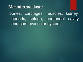 Mesodermal layer
bones, cartilages, muscles, kidney,
gonads, spleen, peritoneal cavity
and cardiovascular system.
 