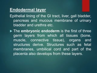 Endodermal layer
Epithelial lining of the GI tract, liver, gall bladder,
pancreas and mucous membrane of urinary
bladder and urethra etc.
 The embryonic endoderm is the first of three
germ layers from which all tissues (bone,
muscle, connective tissue), organs and
structures derive. Structures such as fetal
membranes, umbilical cord and part of the
placenta also develops from these layers.
 