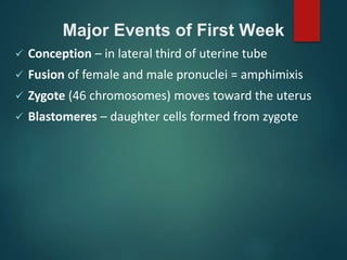 Major Events of First Week
 Conception – in lateral third of uterine tube
 Fusion of female and male pronuclei = amphimixis
 Zygote (46 chromosomes) moves toward the uterus
 Blastomeres – daughter cells formed from zygote
 